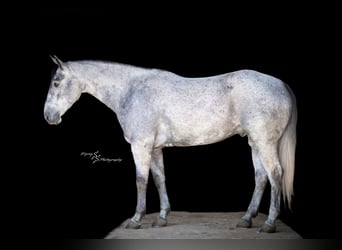 American Quarter Horse, Ruin, 6 Jaar, 157 cm, Schimmel