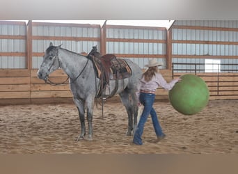 American Quarter Horse, Ruin, 6 Jaar, 157 cm, Schimmel