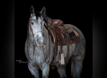 American Quarter Horse, Ruin, 6 Jaar, 157 cm, Schimmel