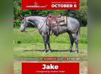 American Quarter Horse, Ruin, 6 Jaar, 157 cm, Schimmel