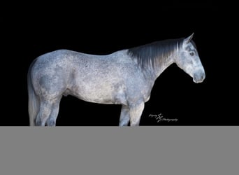 American Quarter Horse, Ruin, 6 Jaar, 157 cm, Schimmel