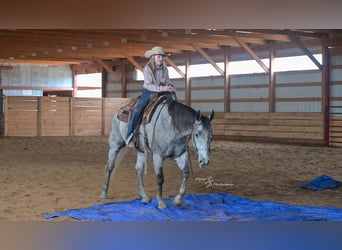 American Quarter Horse, Ruin, 6 Jaar, 157 cm, Schimmel