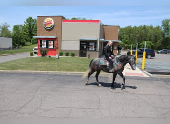 American Quarter Horse, Ruin, 6 Jaar, 157 cm, Schimmel