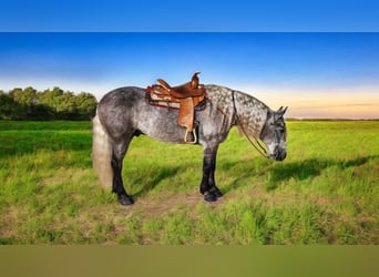 American Quarter Horse Mix, Ruin, 6 Jaar, 157 cm, Schimmel