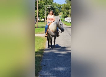 American Quarter Horse Mix, Ruin, 6 Jaar, 157 cm, Schimmel