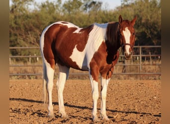 American Quarter Horse, Ruin, 6 Jaar, 157 cm, Tobiano-alle-kleuren