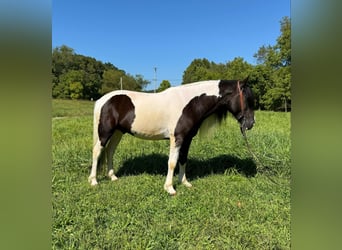 American Quarter Horse, Ruin, 6 Jaar, 157 cm, Tobiano-alle-kleuren