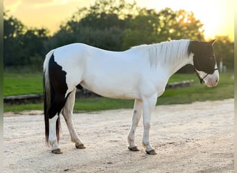 American Quarter Horse, Ruin, 6 Jaar, 157 cm, Tobiano-alle-kleuren