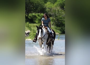 American Quarter Horse, Ruin, 6 Jaar, 157 cm, Tobiano-alle-kleuren