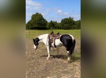 American Quarter Horse, Ruin, 6 Jaar, 157 cm, Tobiano-alle-kleuren