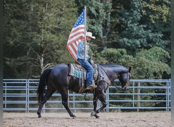 American Quarter Horse, Ruin, 6 Jaar, 157 cm, Zwart