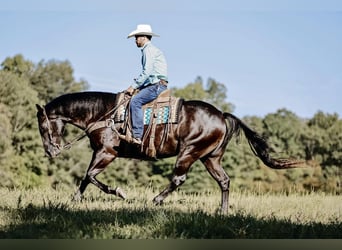 American Quarter Horse, Ruin, 6 Jaar, 157 cm, Zwart