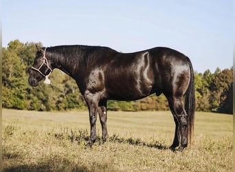 American Quarter Horse, Ruin, 6 Jaar, 157 cm, Zwart