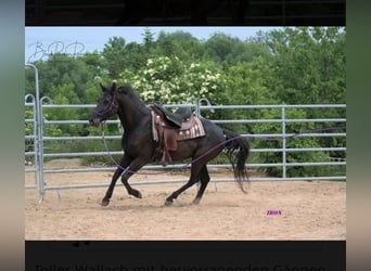 American Quarter Horse, Ruin, 6 Jaar, 158 cm, Zwart