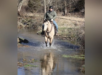 American Quarter Horse, Ruin, 6 Jaar, 160 cm, Buckskin