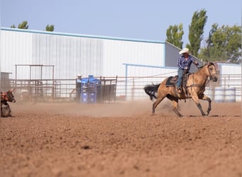 American Quarter Horse, Ruin, 6 Jaar, 160 cm, Buckskin