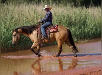 American Quarter Horse, Ruin, 6 Jaar, 160 cm, Buckskin