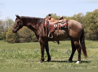 American Quarter Horse, Ruin, 6 Jaar, 160 cm, Grullo