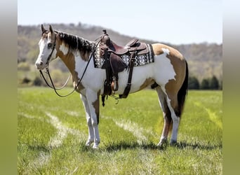 American Quarter Horse, Ruin, 6 Jaar, 160 cm, Overo-alle-kleuren