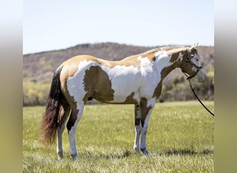 American Quarter Horse, Ruin, 6 Jaar, 160 cm, Overo-alle-kleuren