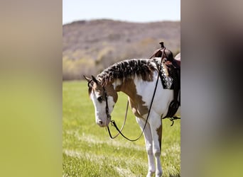 American Quarter Horse, Ruin, 6 Jaar, 160 cm, Overo-alle-kleuren