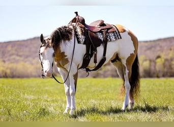 American Quarter Horse, Ruin, 6 Jaar, 160 cm, Overo-alle-kleuren