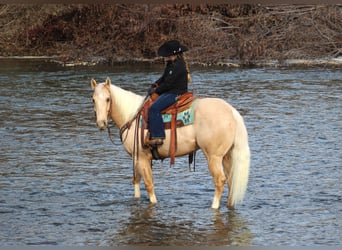 American Quarter Horse, Ruin, 6 Jaar, 160 cm, Palomino