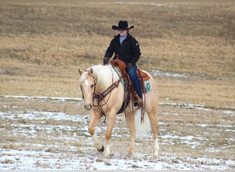 American Quarter Horse, Ruin, 6 Jaar, 160 cm, Palomino