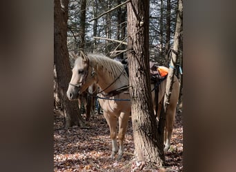 American Quarter Horse, Ruin, 6 Jaar, 160 cm, Palomino