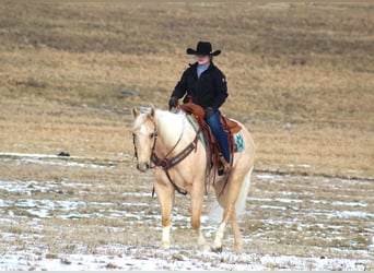 American Quarter Horse, Ruin, 6 Jaar, 160 cm, Palomino