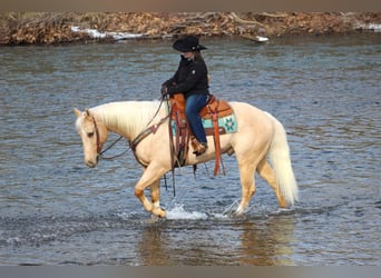 American Quarter Horse, Ruin, 6 Jaar, 160 cm, Palomino