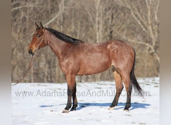 American Quarter Horse, Ruin, 6 Jaar, 160 cm, Roan-Bay