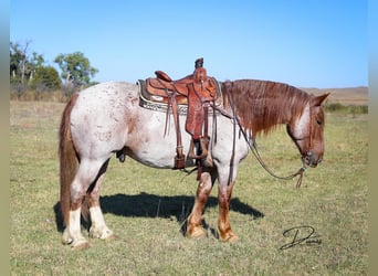 American Quarter Horse Mix, Ruin, 6 Jaar, 160 cm, Roan-Red