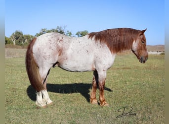 American Quarter Horse Mix, Ruin, 6 Jaar, 160 cm, Roan-Red