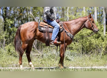American Quarter Horse, Ruin, 6 Jaar, 160 cm, Roan-Red