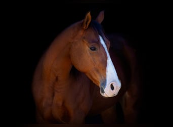 American Quarter Horse, Ruin, 6 Jaar, 160 cm, Roodbruin