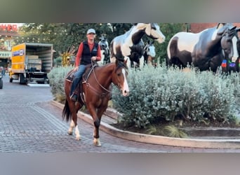 American Quarter Horse, Ruin, 6 Jaar, 160 cm, Roodbruin