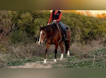 American Quarter Horse, Ruin, 6 Jaar, 160 cm, Roodbruin