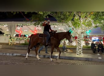 American Quarter Horse, Ruin, 6 Jaar, 160 cm, Roodbruin