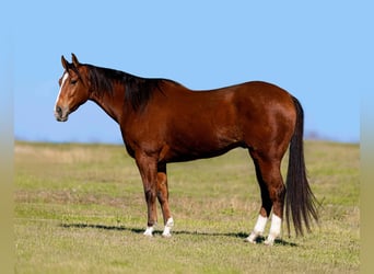 American Quarter Horse, Ruin, 6 Jaar, 160 cm, Roodbruin