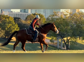 American Quarter Horse, Ruin, 6 Jaar, 160 cm, Roodbruin