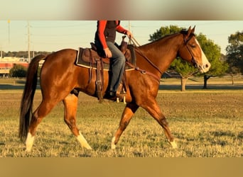 American Quarter Horse, Ruin, 6 Jaar, 160 cm, Roodbruin