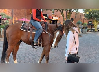 American Quarter Horse, Ruin, 6 Jaar, 160 cm, Roodbruin