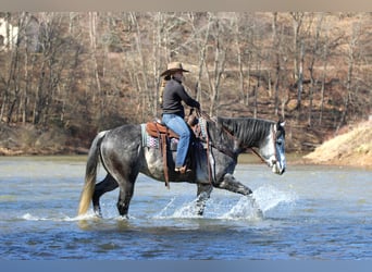 American Quarter Horse, Ruin, 6 Jaar, 160 cm, Schimmel