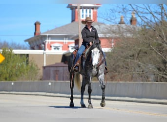 American Quarter Horse, Ruin, 6 Jaar, 160 cm, Schimmel