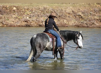 American Quarter Horse, Ruin, 6 Jaar, 160 cm, Schimmel