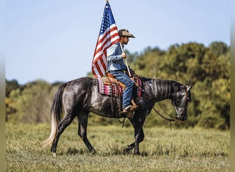 American Quarter Horse, Ruin, 6 Jaar, 160 cm, Schimmel