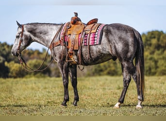 American Quarter Horse, Ruin, 6 Jaar, 160 cm, Schimmel