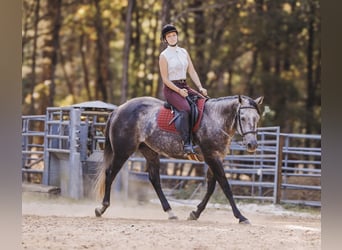 American Quarter Horse, Ruin, 6 Jaar, 160 cm, Schimmel