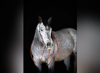 American Quarter Horse, Ruin, 6 Jaar, 160 cm, Schimmel